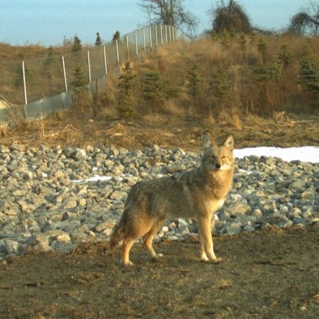 Coyote in foreground and a wildlife fence in the background.